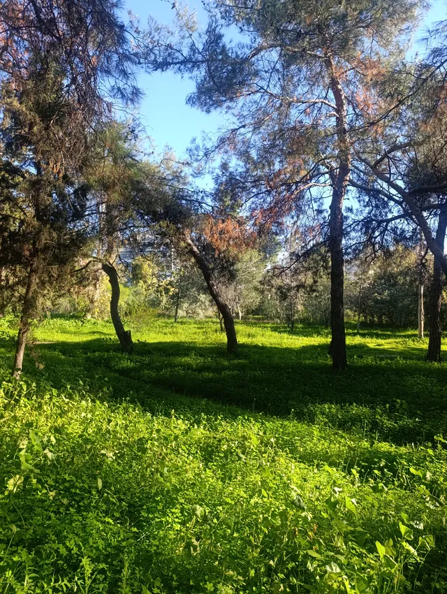 Πράσινο στο χειμωνιάτικο φως